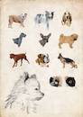 Cartoon: Hunde - Dogs (small) by alesza tagged hunde dogs animal tiere pet