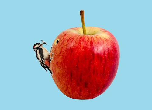 Cartoon: no title (medium) by chakhirov tagged apple,woodpecker