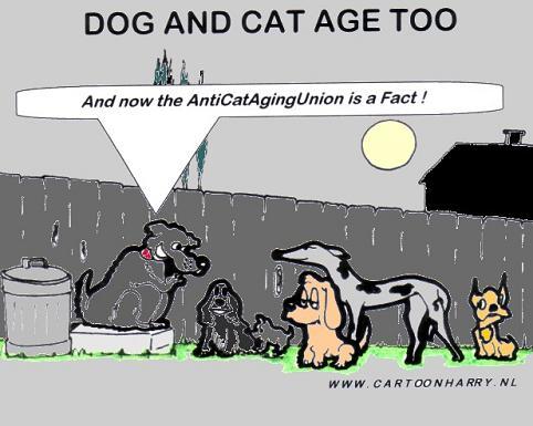 Cartoon: Cats and Dogs (medium) by cartoonharry tagged cats,dogs,old