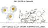 Cartoon: life in canada (small) by ouzounian tagged harvest,daisies,canada,tractors,farmers