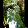 Cartoon: MH - Looking Up IV (small) by MoArt Rotterdam tagged tree,boom,lookingup,omhoogkijken,doorkijkje,crazycolors,colorfest