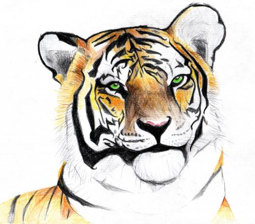 Cartoon: Tiger (medium) by Playa from the Hymalaya tagged tiger,animal