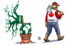 Cartoon: Kanada und Kyoto (small) by Harm Bengen tagged klima klimagipfel klimakatastrophe durban kyoto protokoll globale erderwaermung gipfel kanada canada ausstieg abkommen holzfaeller axt baum topf