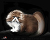 Cartoon: Persian Cat (small) by saadet demir yalcin tagged saadet,sdy,cat