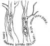 Cartoon: Talking trees (small) by mattheaodolphie tagged nature ink tree fun lines 