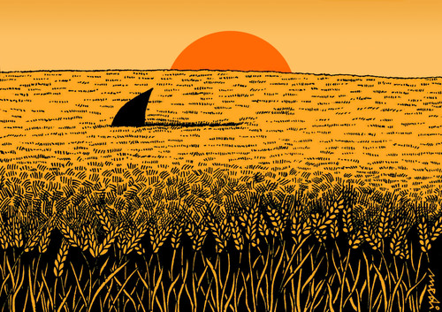 Sea of wheat