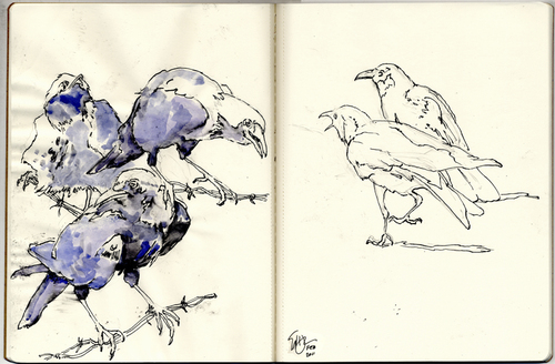 Cartoon: Murder2 (medium) by halltoons tagged bird,birds,crow,crows,sketch,watercolor