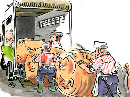 Mastschweine Mastschweine