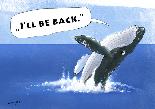 Cartoon: i will be back (medium) by droigks tagged buckelwal,timmy,hope,ostsee,gestrandet,rettung,aktion,timmendorferstrand,inselpoel,wismarbucht,meeressäuger,hype,medienereignis,aktivismus,privatinitiative,barge,transport,dänemark,nordsee,atlantik,lebensraumschaden,netze,verschwörungsmythen,terminator,droigks,hoffnung,buckelwal,timmy,hope,ostsee,gestrandet,rettung,aktion,timmendorferstrand,inselpoel,wismarbucht,meeressäuger,hype,medienereignis,aktivismus,privatinitiative,barge,transport,dänemark,nordsee,atlantik,lebensraumschaden,netze,verschwörungsmythen,terminator,droigks,hoffnung