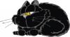 Cartoon: Black Cat 03 (small) by Miaaudote tagged cat,black,kitty,miaaudote,palmas,tocantins,brasil,pet,gato,vira,lata,adote,adocao,animals