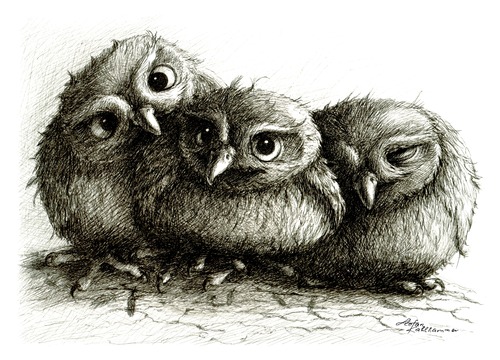 Cartoon: 3 junge Eulen - 3 young owls (medium) by Stefan Kahlhammer tagged birds,vögel,illustration,kahlhammer,flankale,flankalan,eulen,jung,jung,eulen,eule,tiere,vögel,vogel,natur,illustration