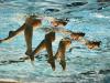 Cartoon: Australian Synchron (small) by Paul Breitling lebt tagged swimming