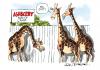 Cartoon: Magazine gag cartoon (small) by Ian Baker tagged animals,giraffe,nude