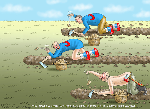 Cartoon: AFD HILFT PUTIN BEIM KARTOFFELAN (medium) by marian kamensky tagged afd,hilft,putin,beim,kartoffelanbau,afd,hilft,putin,beim,kartoffelanbau
