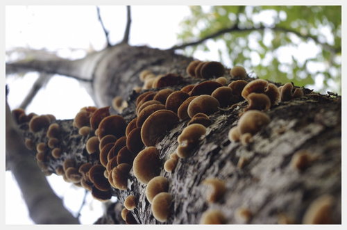 Cartoon: A case of shrooms (medium) by Krinisty tagged tree,mushrooms,nature,scene,sky,branches,trees,yard,art,photography,krinisty