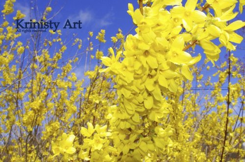 Cartoon: Beginning of the summer! (medium) by Krinisty tagged tree,yellow,bright,sky,blue,happy,plants,scenery,scenic,photography,krinisty