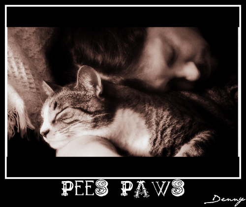 Cartoon: Pees Paws (medium) by Krinisty tagged cat,kitty,sleeping,cute,furry,happy,krinisty,art,photography