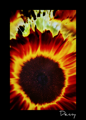 Cartoon: The SUN flower (medium) by Krinisty tagged flowers,sunflowers,burning,beautiful,bright,colorful,plants,earth,nature,krinisty,art,photography