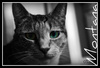 Cartoon: Montana Sky (small) by Krinisty tagged cats,kitty,eyes,deep,solitude,hurt,pain,love,companion,pet,furry,wonderful,krinisty,photography,happiness