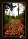 Cartoon: The Lake road 3 (small) by Krinisty tagged fall,leaves,lake,road,cape,breton,krinisty,art,photography