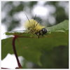 Cartoon: Yellow Fluff (small) by Krinisty tagged insect,caterpillar,yellow,fluffy,nature,walk,leaf,dew,morning,art,krinisty,photography