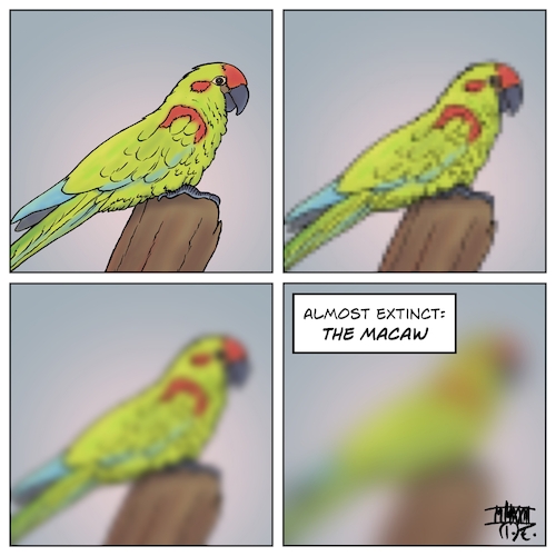 Macaw almost extinct Macaw almost extinct