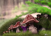 Cartoon: Mushroom likes coffee (small) by Rüsselhase tagged mushroom,wood,rain,coffee,mud