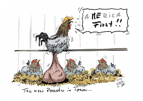 The New Rooster in Town... The New Rooster in Town...