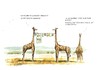 Cartoon: Ja ja... (small) by Jori Niggemeyer tagged giraffe,affe,wäsche,wäscheleine,afrika,peinlich,niggemeyer,joricartoon,cartoon