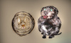 Cartoon: Katz und Hund (small) by Aneli Fiebach tagged tier,mensch,soziales,freundschaft