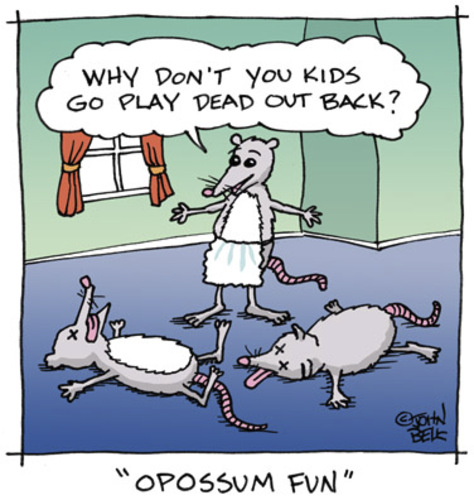 Cartoon: Opossum Fun (medium) by JohnBellArt tagged opossum,possum,play,dead,mom,mother,kids,child,children,fun