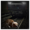 Cartoon: hundemüde (small) by Night Owl tagged hund,zug,dog,train