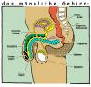 Cartoon: Male Brain (small) by nick lopez tagged brain,sex,penis