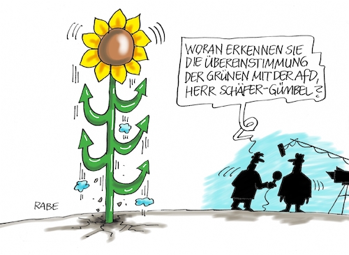 AfD Vergleich AfD Vergleich
