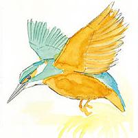 Cartoon: hummingbird (medium) by stip tagged hummingbird,water,colour