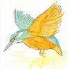 Cartoon: hummingbird (small) by stip tagged hummingbird,water,colour