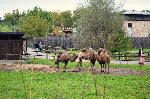 Cartoon: Camel trophy (medium) by Zlatko Iv tagged animal,freedom,love,lucky,fly,danke,special,vip,frends