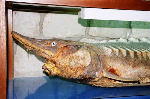 Cartoon: Trumpefish (medium) by Zlatko Iv tagged kunst,natura,culture,kult,love,collector,angeln,danke,klima,herz