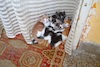 Cartoon: Selfie Caty (small) by Zlatko Iv tagged cat,danke,frends,love,katze,climate