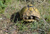 Cartoon: frühling (small) by Zlatko Iv tagged frühling,natur,zoo,love,beruh,verbitte,gebiet,faule,ausflug,sattel