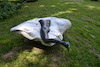 Cartoon: großer Fisch (small) by Zlatko Iv tagged corona,spiritueller,traum,ewigkeit,dankefitness