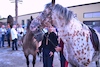 Cartoon: Horse Art poster (small) by Zlatko Iv tagged art,poster,horse,love,dream,big,frends,neu,stern