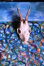 Cartoon: Stern (small) by Zlatko Iv tagged animal,freedom,love,lucky,fly,europe,alice,wonderland,kinder,danke,circus,kunst,mistery,esoteria,magic