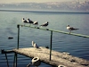 Cartoon: Treffen an Deck (small) by Zlatko Iv tagged sea,kunstwerk,gold,natura,nude,hertz,collector,collection,selfie,facebook,humor,tourism,klimate,clima,climate,deck,treffen,bird