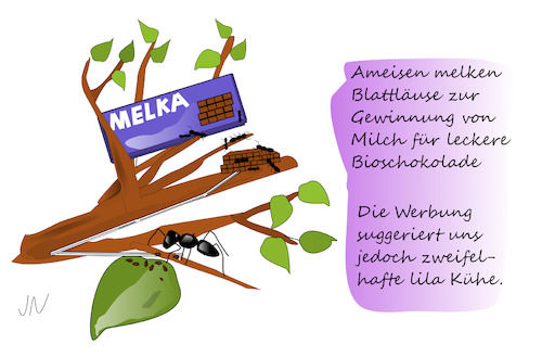 Cartoon: Bioschokolade (medium) by Jochen N tagged milka,schokolade,lila,kuh,kühe,ast,blattläuse,blätter,ameisen,produktion,milch,lecker,werbung
