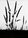 Cartoon: Gräser (small) by Wessine tagged gras,wind,natur,wiese