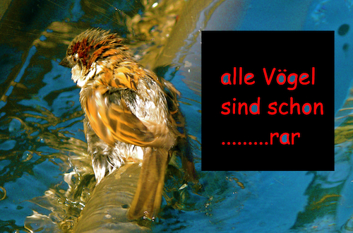 Cartoon: Alle Vögel sind schon rar (medium) by oliviaoil tagged vögel,european,bird,census,concil