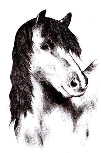 Cartoon: Horse (medium) by Barcarole tagged horse