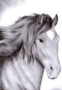 Cartoon: Horse (small) by Barcarole tagged horse