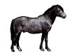 Cartoon: Horse (small) by Barcarole tagged horse